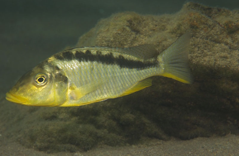 Taeniolethrinops furcicauda 'Malopa'